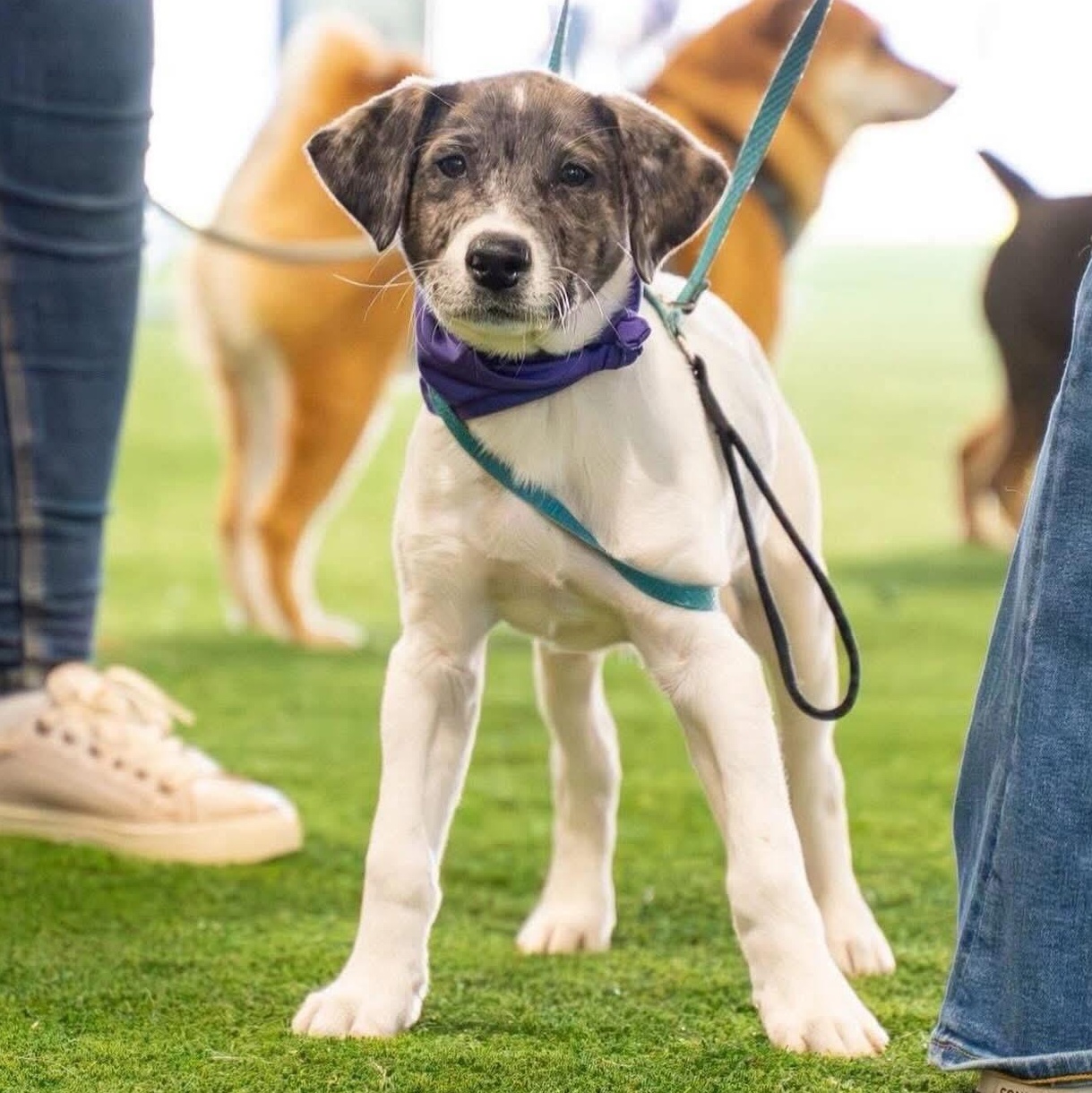 Enlarge Murphy*, a Adoptable mixed breed in Bristol, RI image 1/5
