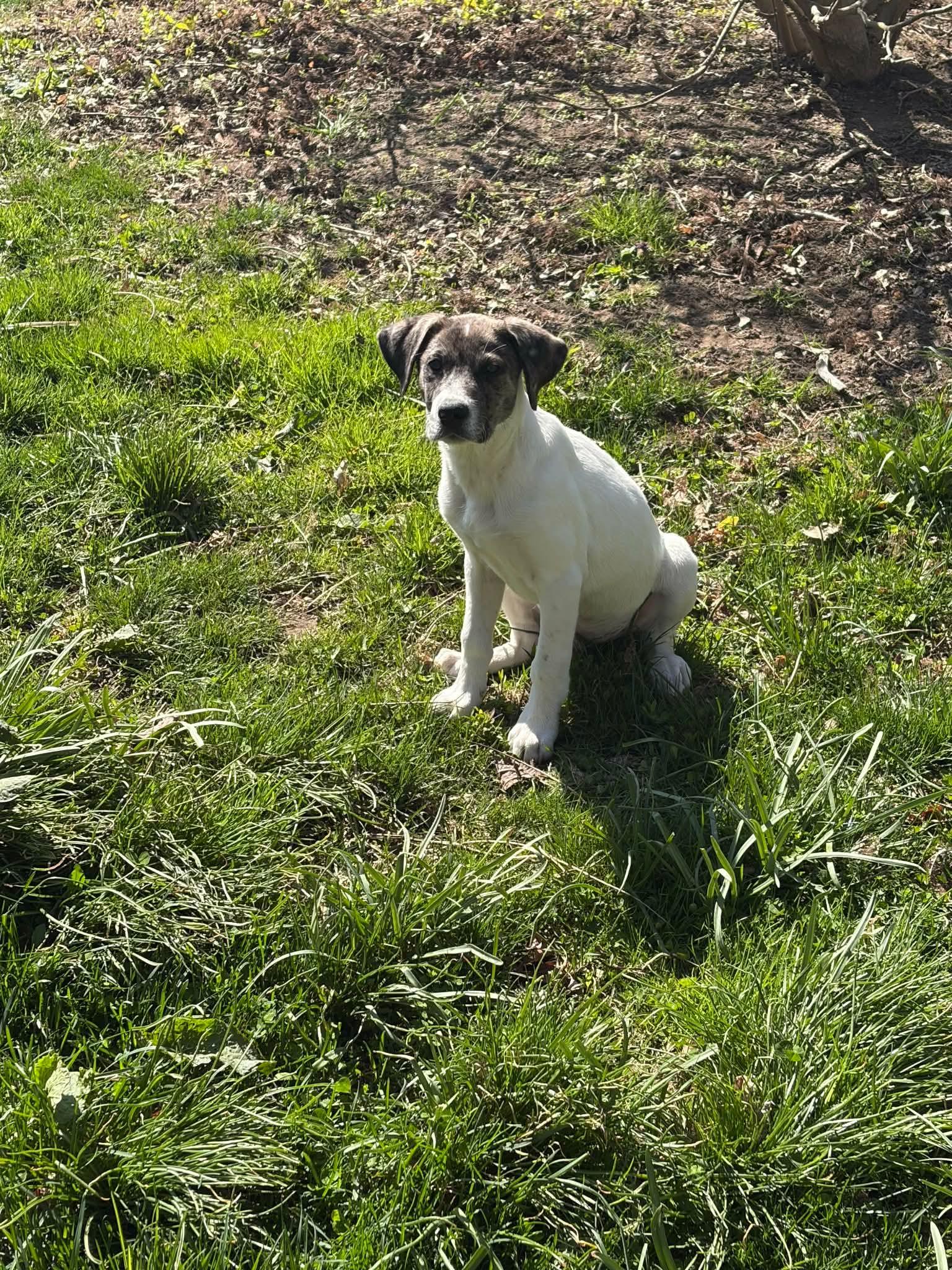 Enlarge Murphy*, a Adoptable mixed breed in Bristol, RI image 5/5
