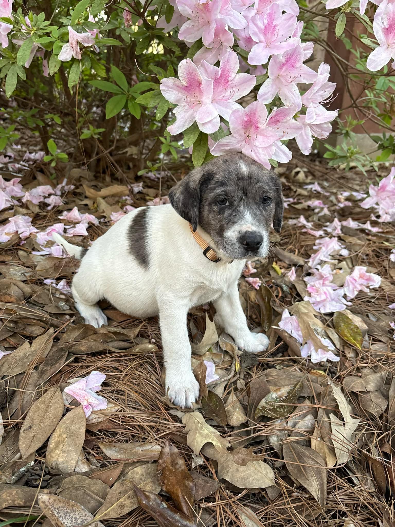 Enlarge Murphy*, a Adoptable mixed breed in Bristol, RI image 5/5
