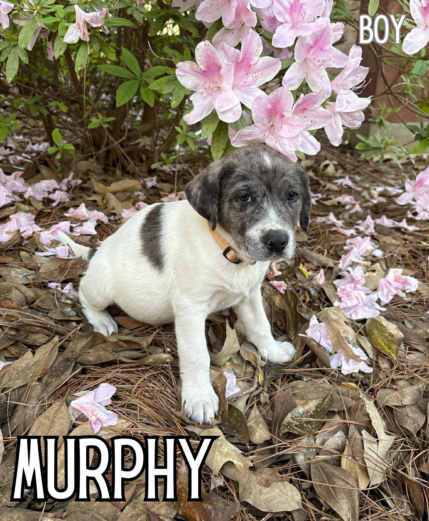 Enlarge Murphy*, a Adoptable mixed breed in Bristol, RI image 1/5