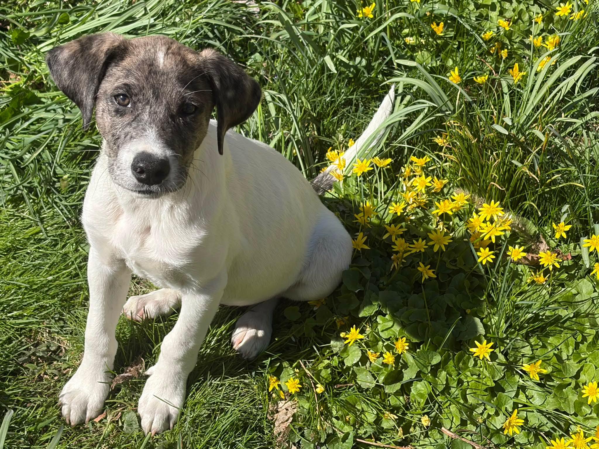 Enlarge Murphy*, a Adoptable mixed breed in Bristol, RI image 3/5