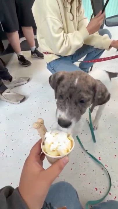 Enlarge Murphy*, a Adoptable mixed breed in Bristol, RI video 2/5