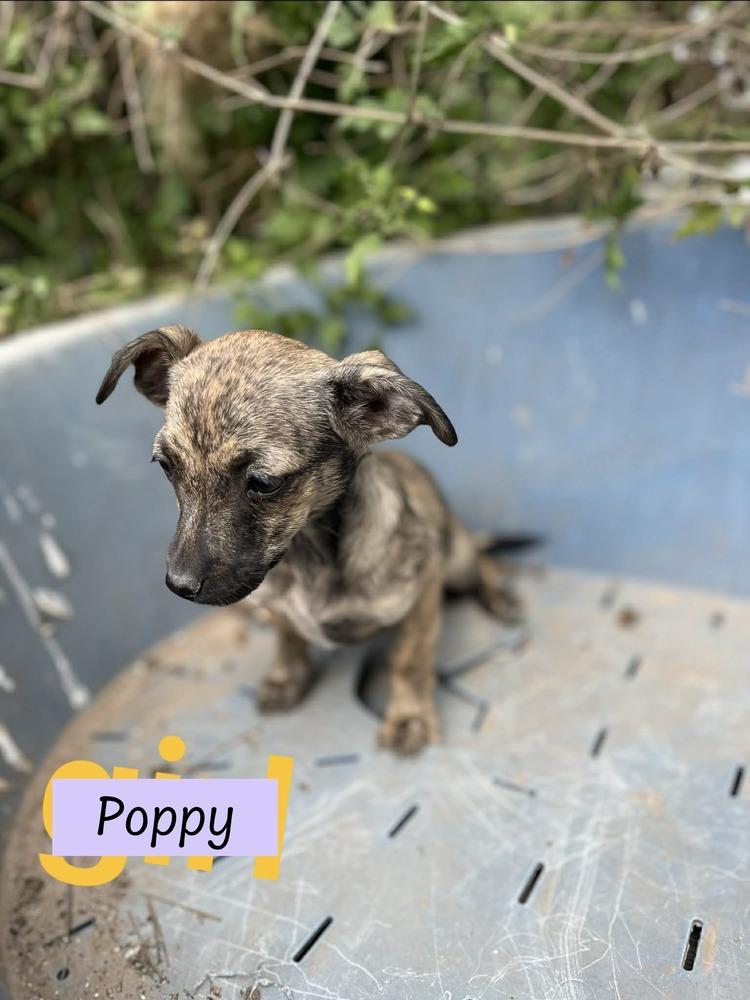 Poppy (Paige's Litter)