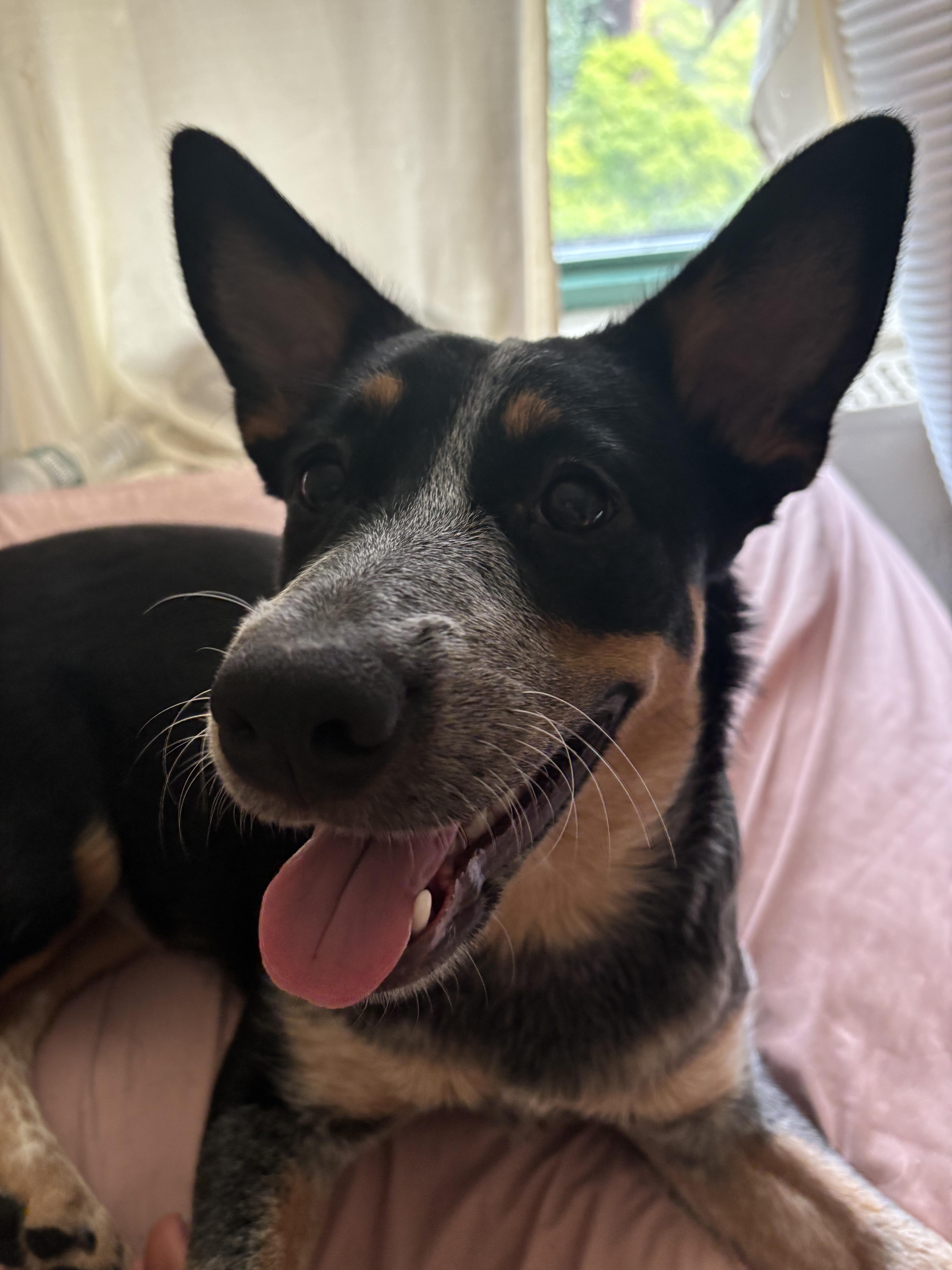 zzCourtesy listing for Storm, Adoptable, Young Female Australian Shepherd & Cattle Dog.