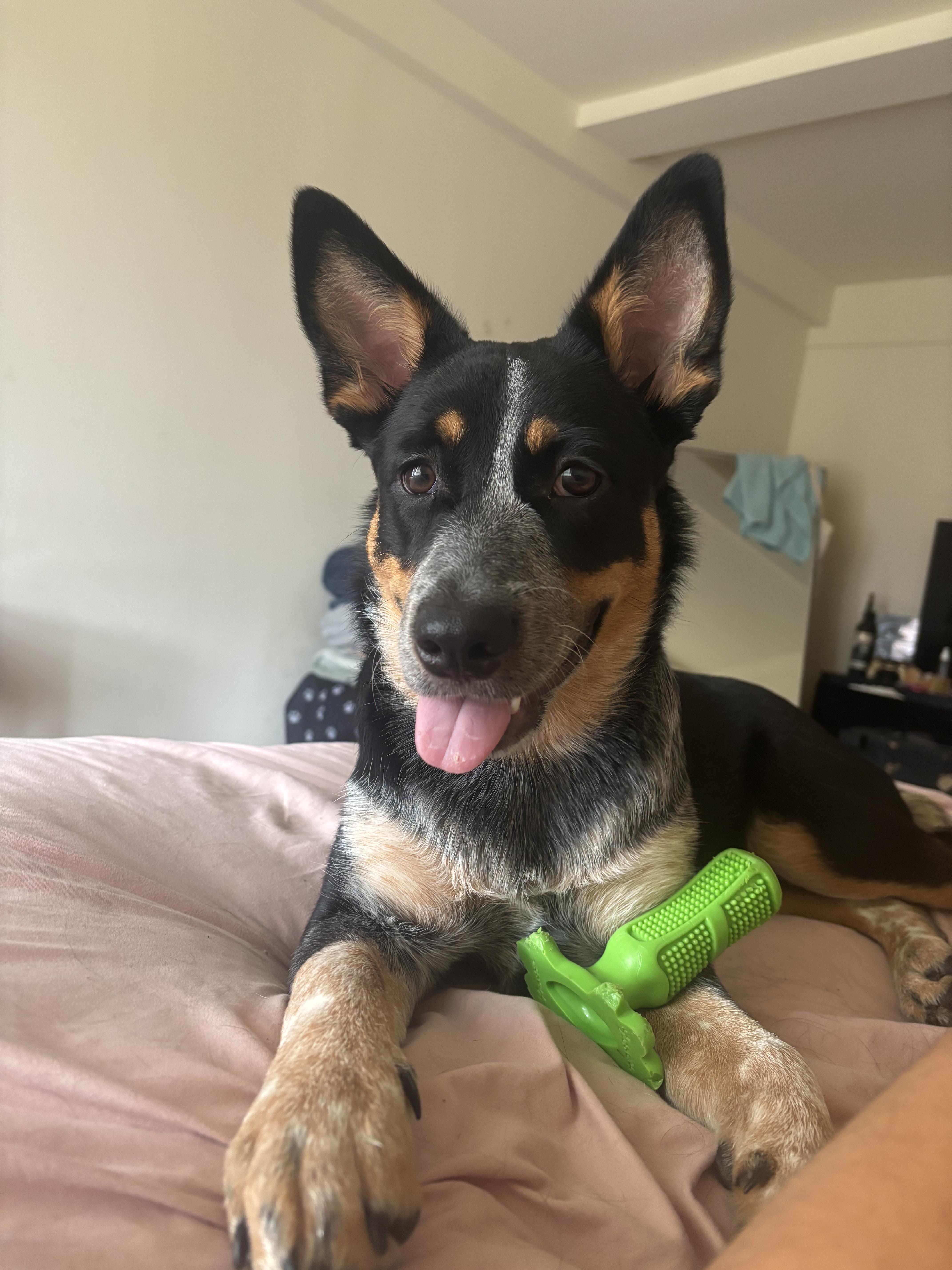 zzCourtesy listing for Storm, a Adoptable mixed breed in New Rochelle, NY image 2/6