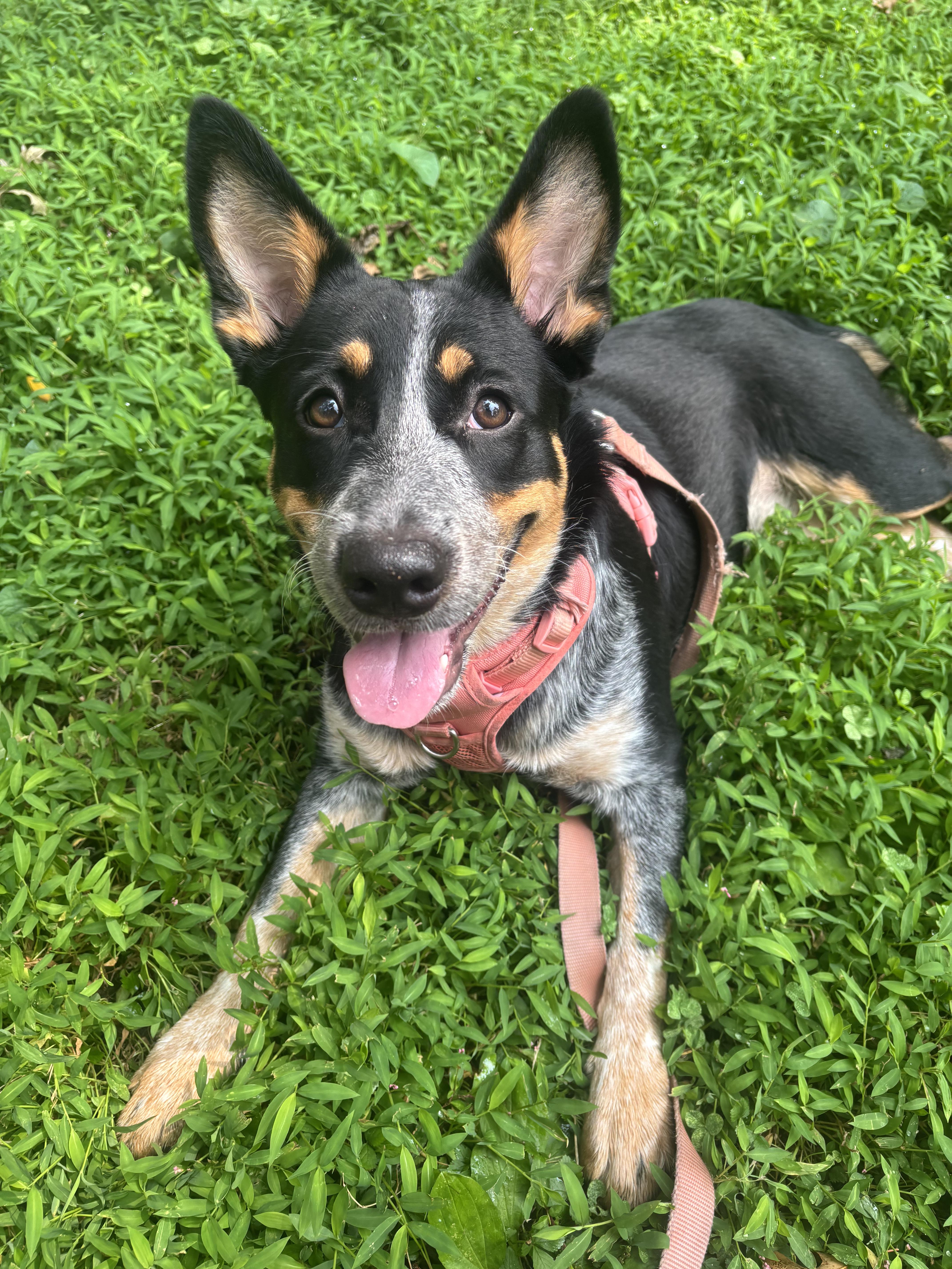 zzCourtesy listing for Storm, a Adoptable mixed breed in New Rochelle, NY image 3/6