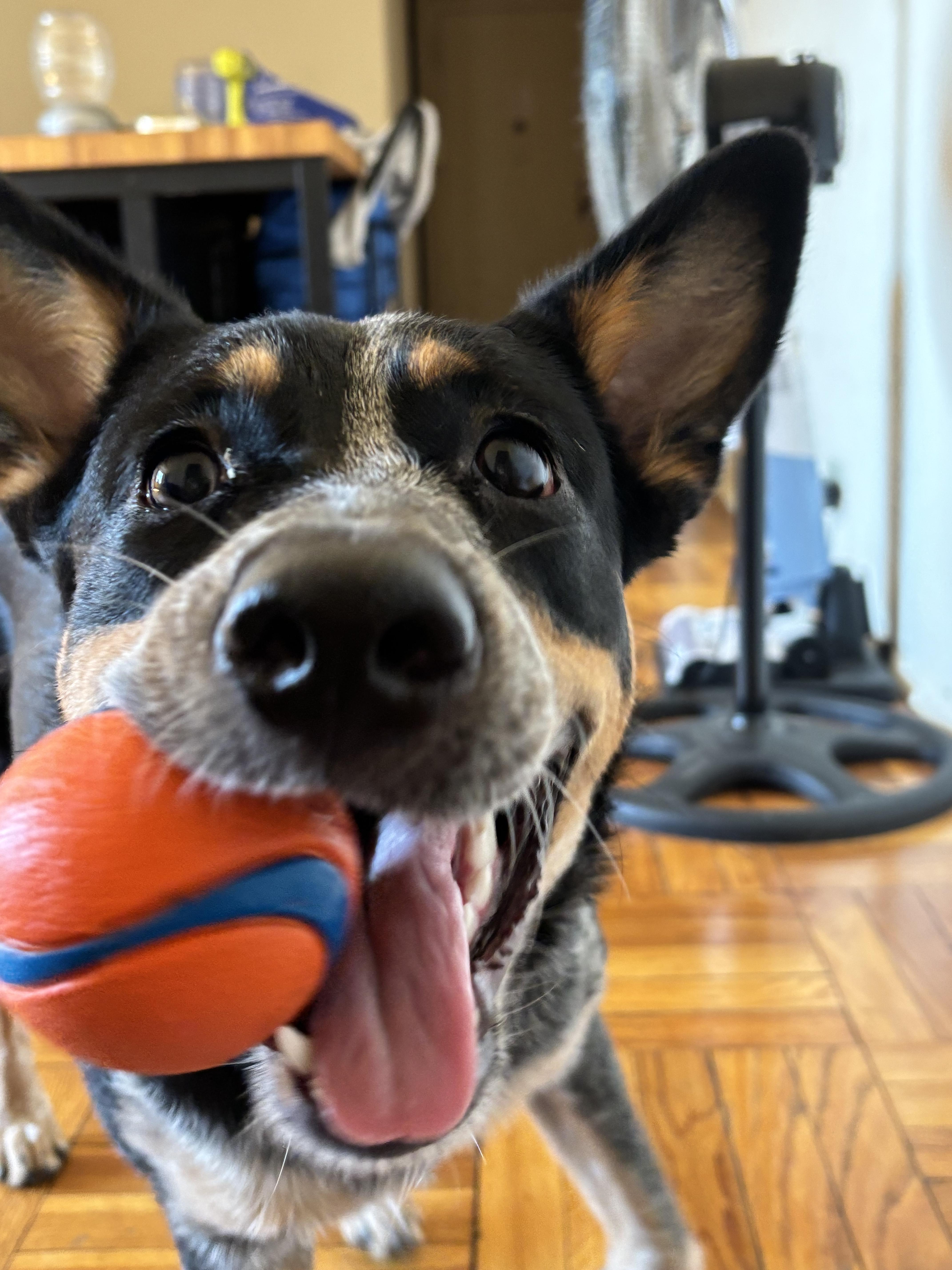 zzCourtesy listing for Storm, a Adoptable mixed breed in New Rochelle, NY image 4/6