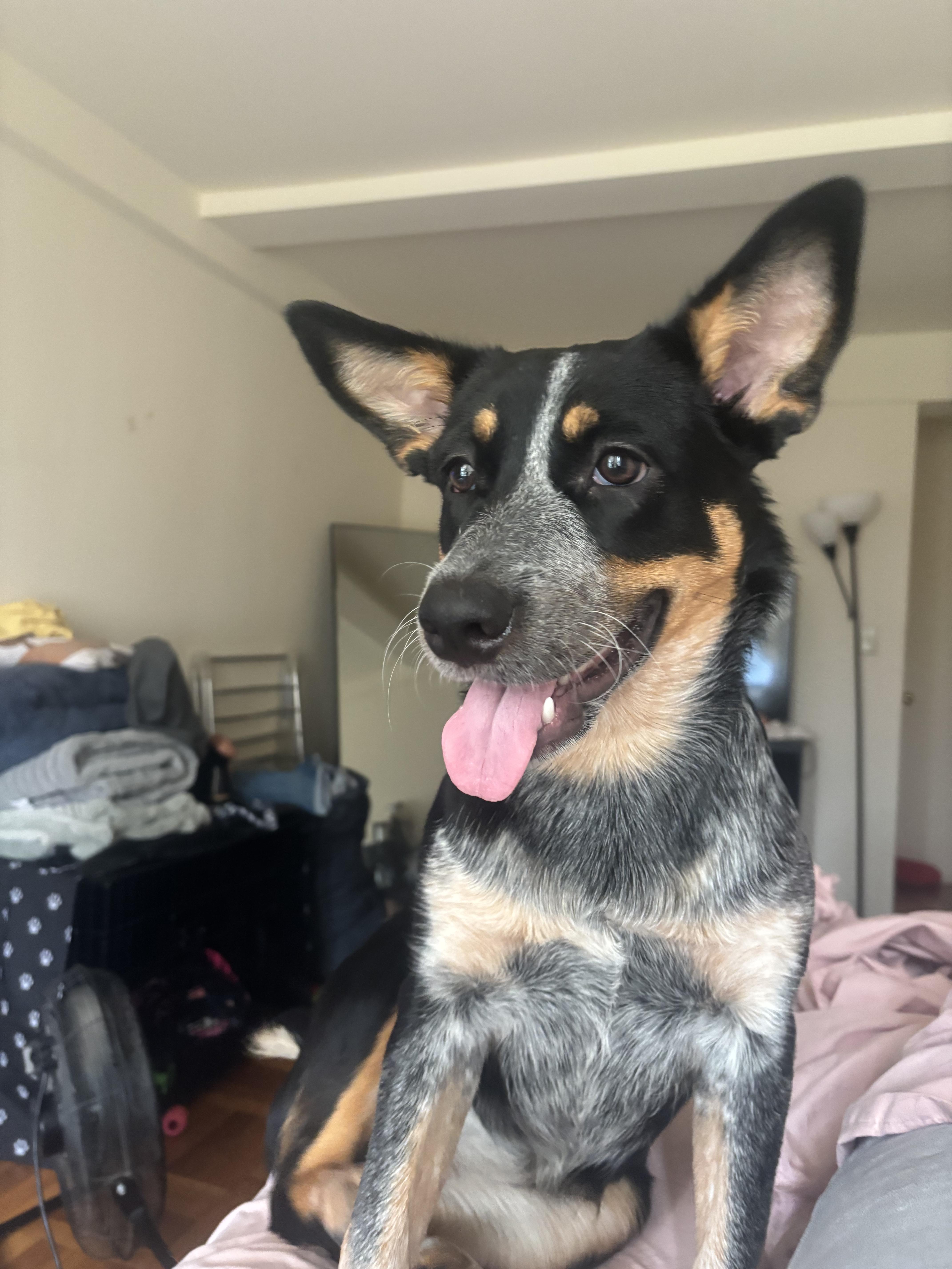 zzCourtesy listing for Storm, a Adoptable mixed breed in New Rochelle, NY image 5/6