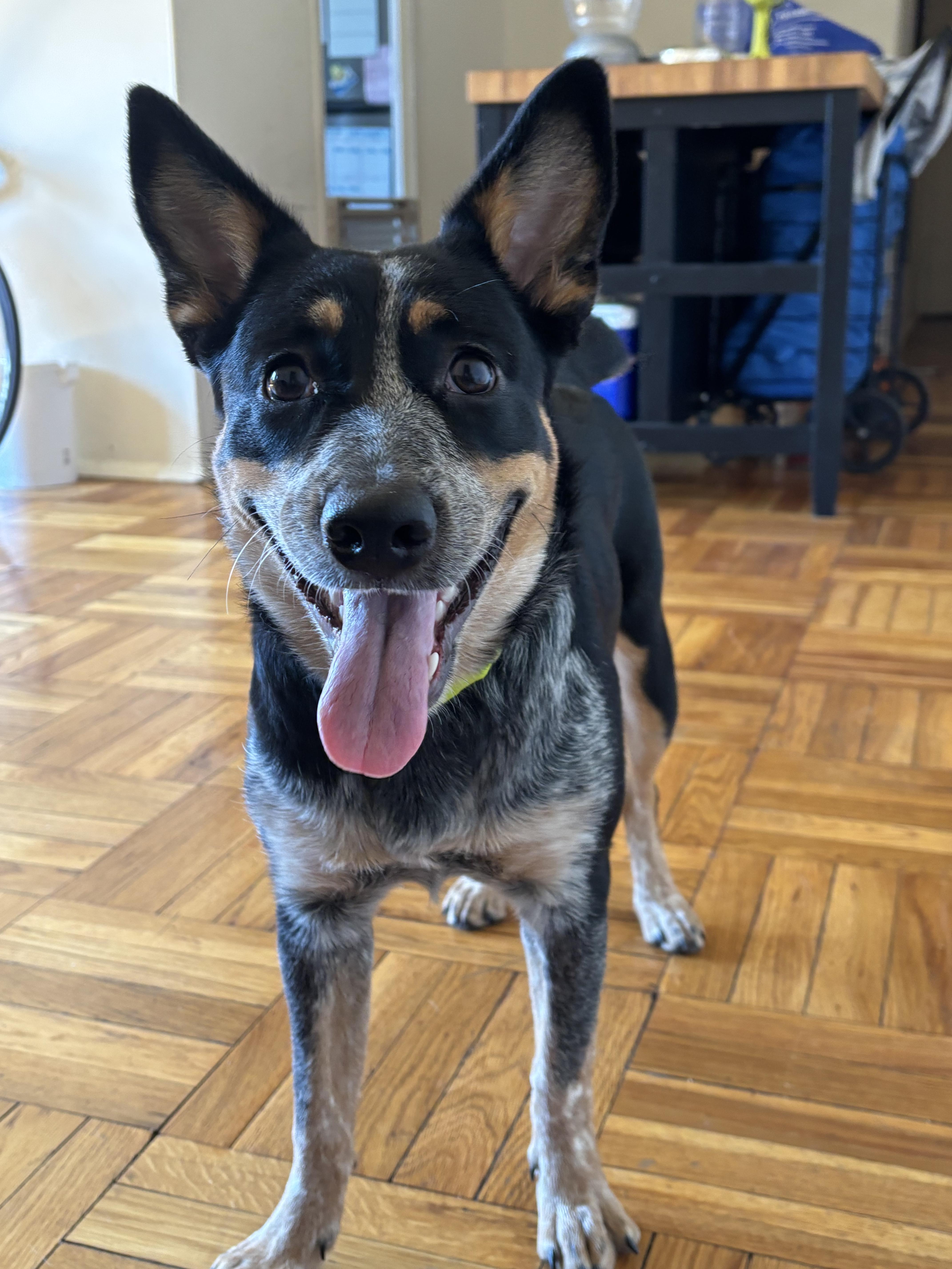 zzCourtesy listing for Storm, a Adoptable mixed breed in New Rochelle, NY image 6/6