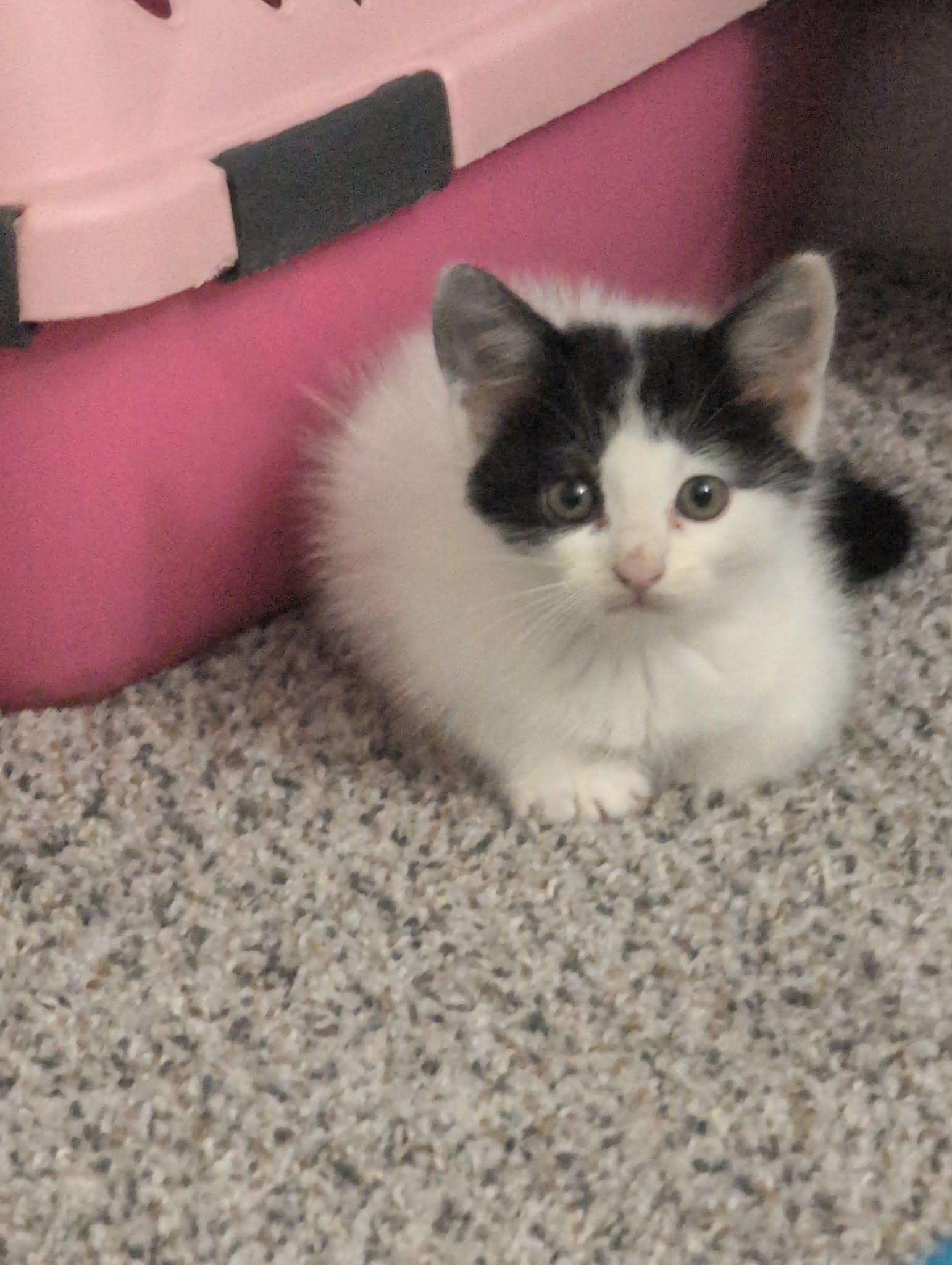 Enlarge Ella, a Adoptable Domestic Medium Hair in Wilmington, NC image 2/2