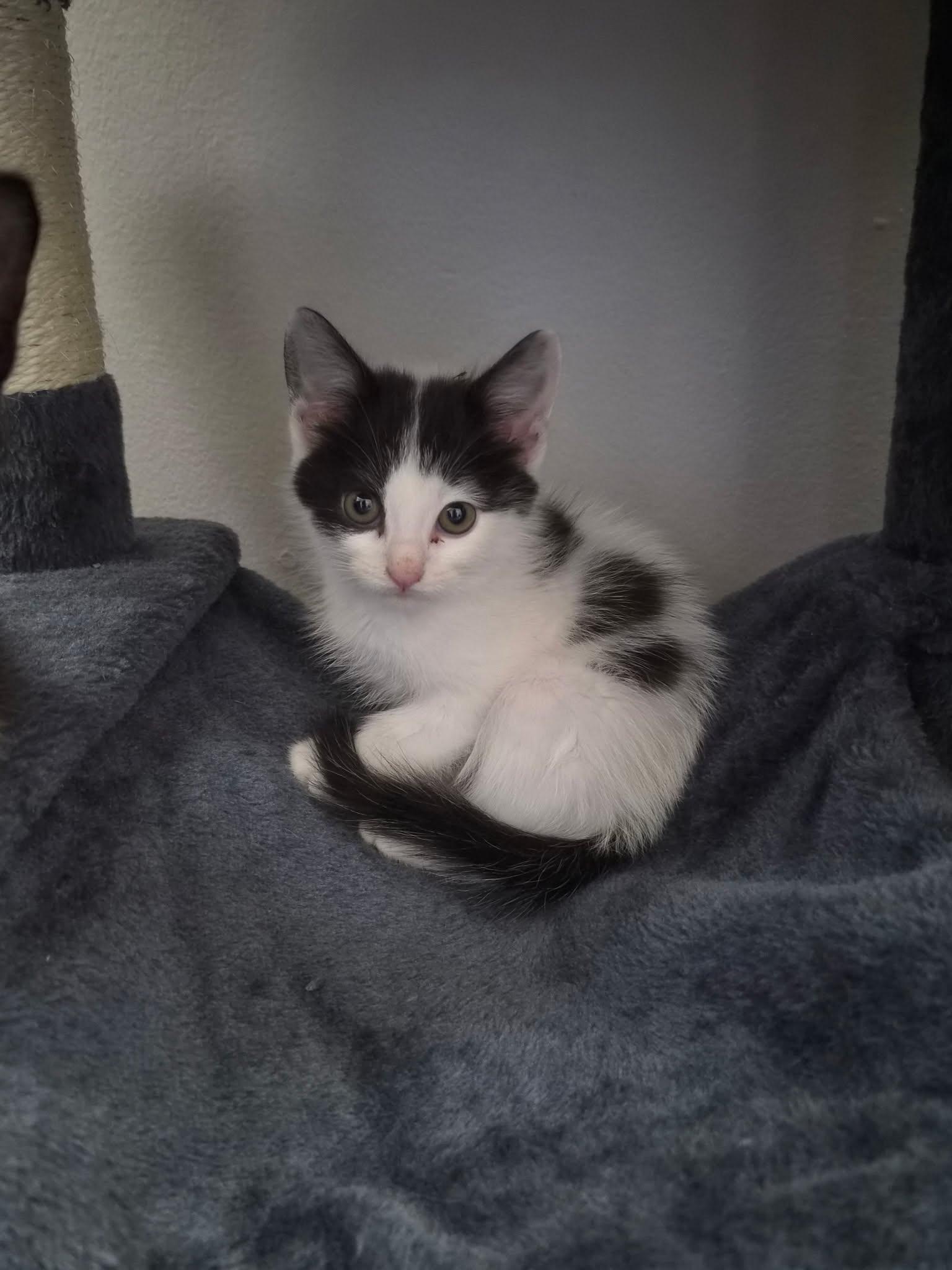 Ella, Adoptable, Kitten Female Domestic Medium Hair.