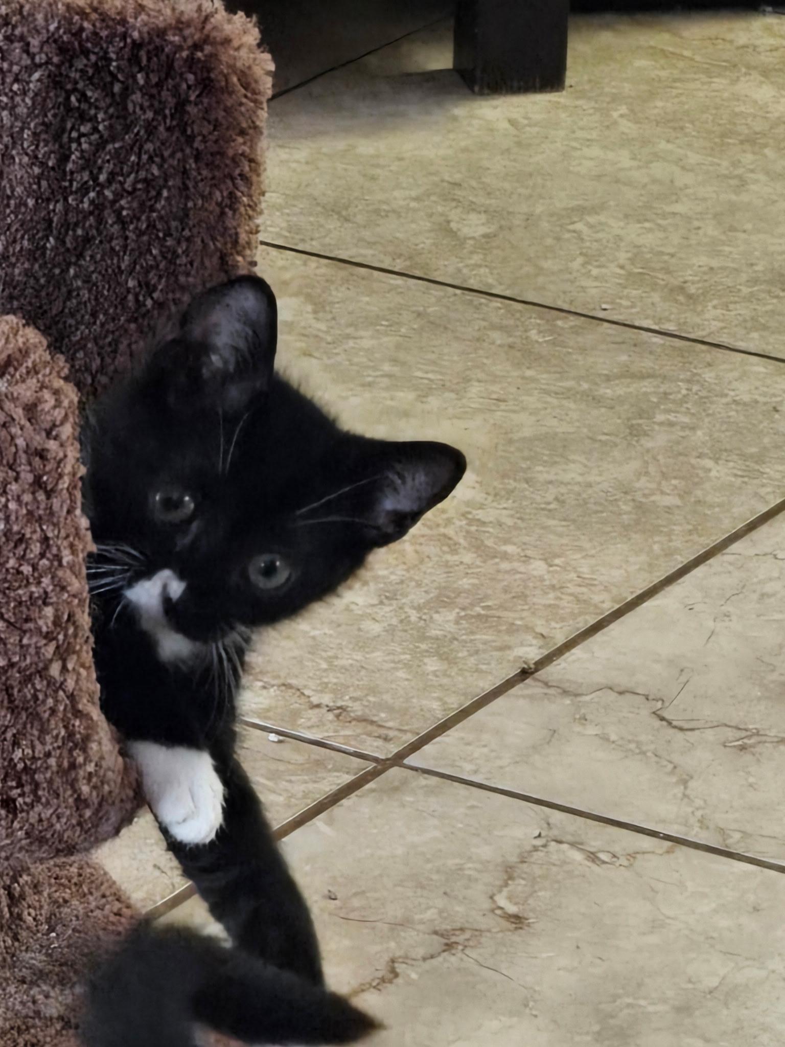 Enlarge Skye, a ADOPTABLE Domestic Short Hair in Riverside, CA image 1/3