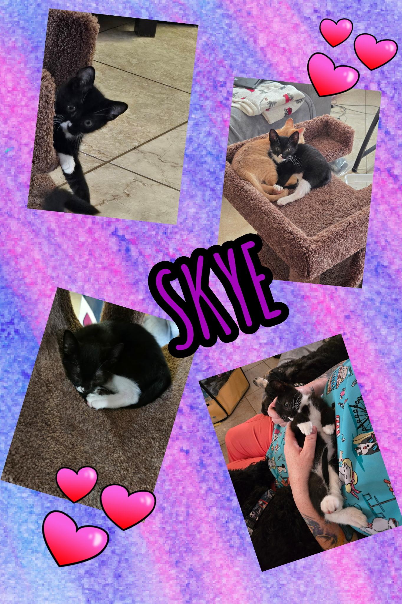 Enlarge Skye, a ADOPTABLE Domestic Short Hair in Riverside, CA image 3/3