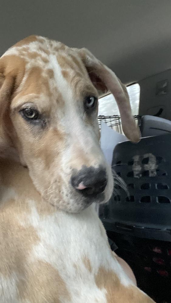 Dane Dawgs : Quinn, Adoptable, Adult Male Great Dane.