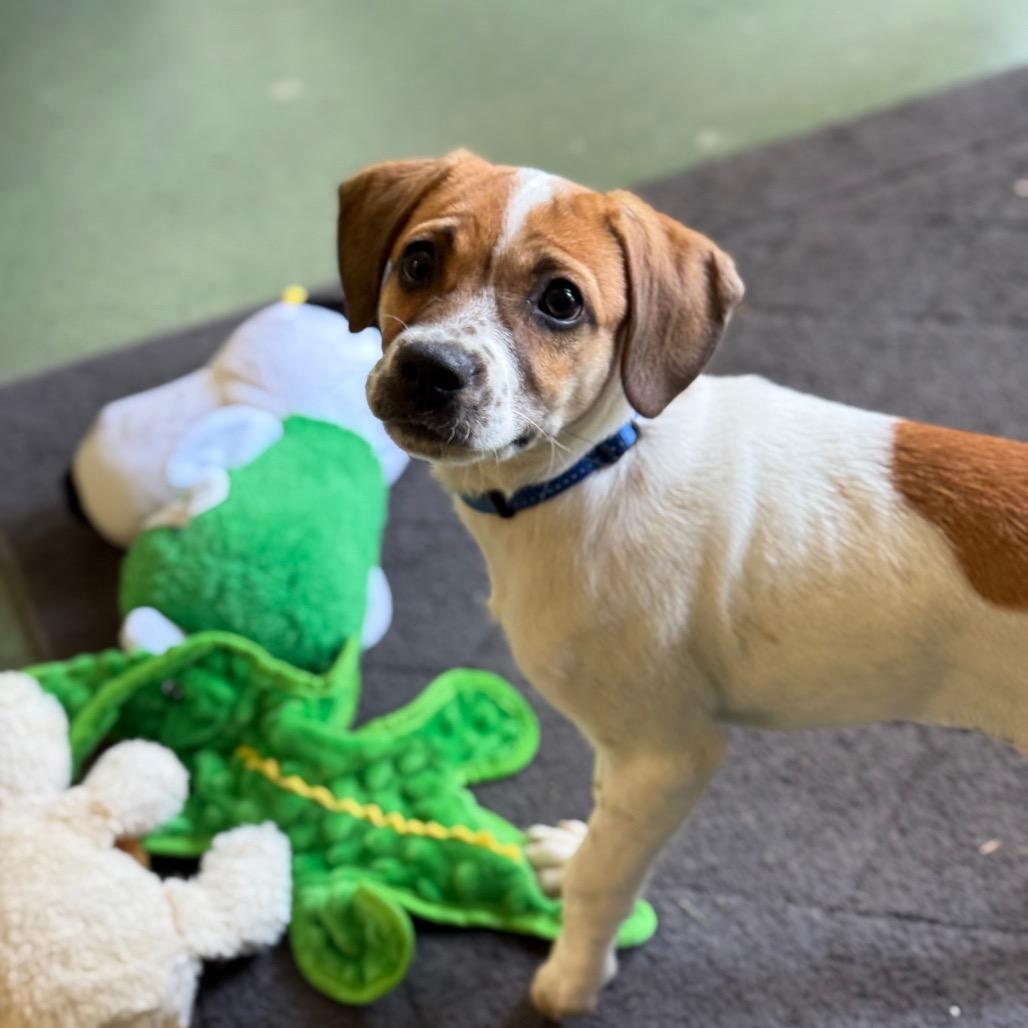 Stella, Adoptable, Puppy Female Labrador Retriever & German Shorthaired Pointer.