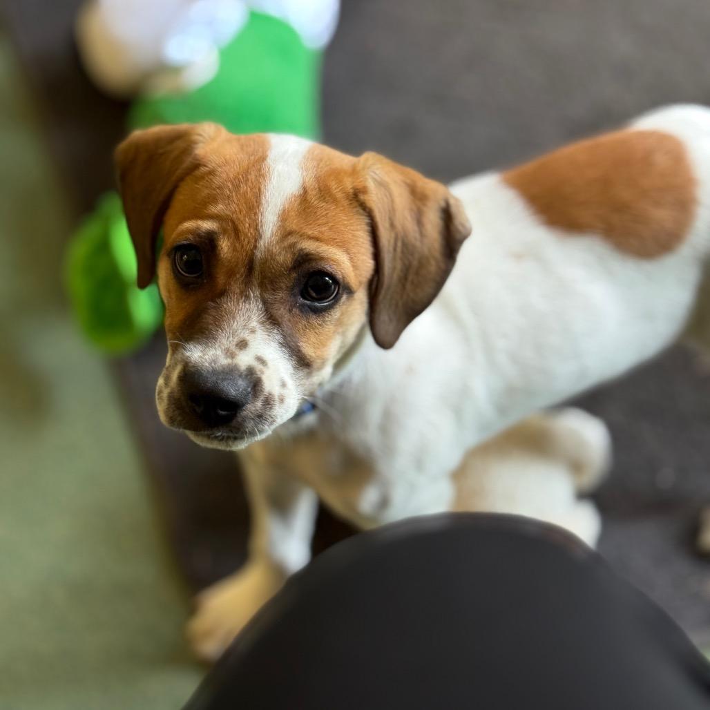 Stella, a Adoptable mixed breed in New Fairfield, CT image 2/6