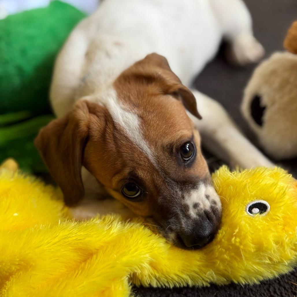 Stella, a Adoptable mixed breed in New Fairfield, CT image 4/6