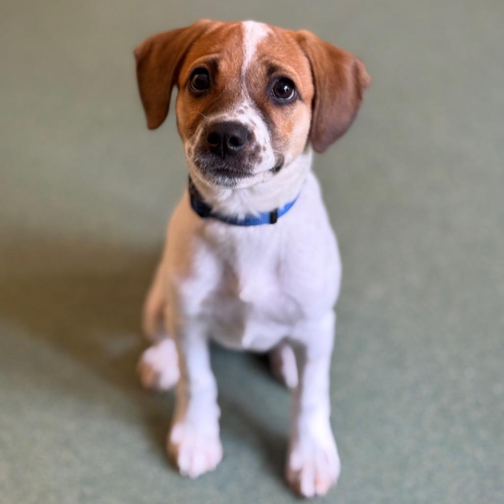 Stella, a Adoptable mixed breed in New Fairfield, CT image 5/6