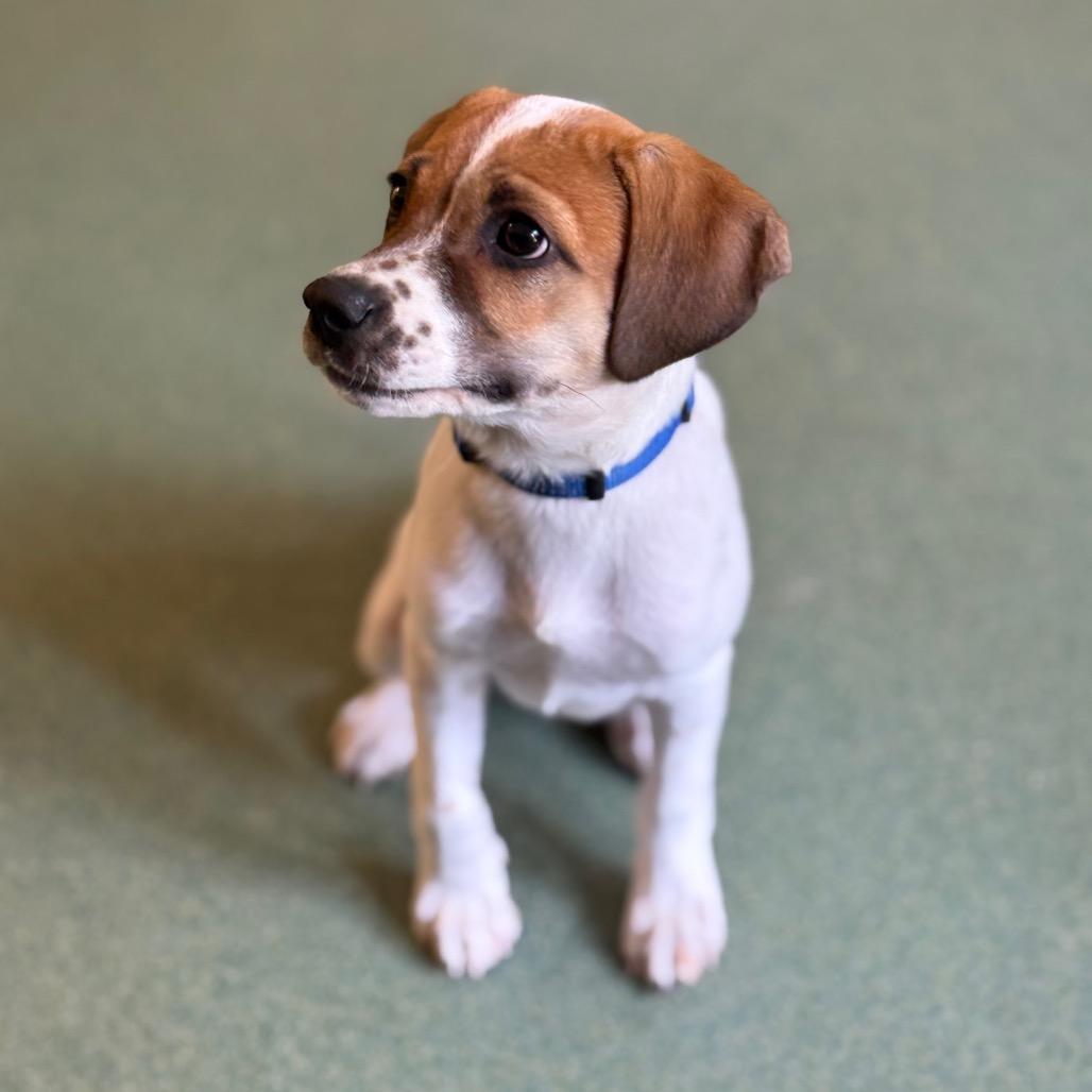 Stella, a Adoptable mixed breed in New Fairfield, CT image 6/6