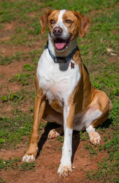 Braydan, Adoptable, Adult Male Hound & English Pointer.