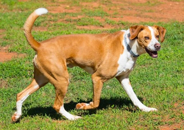 Braydan **Home for the Holidays 1/2 price!, Adoptable, Adult Male Hound & English Pointer.