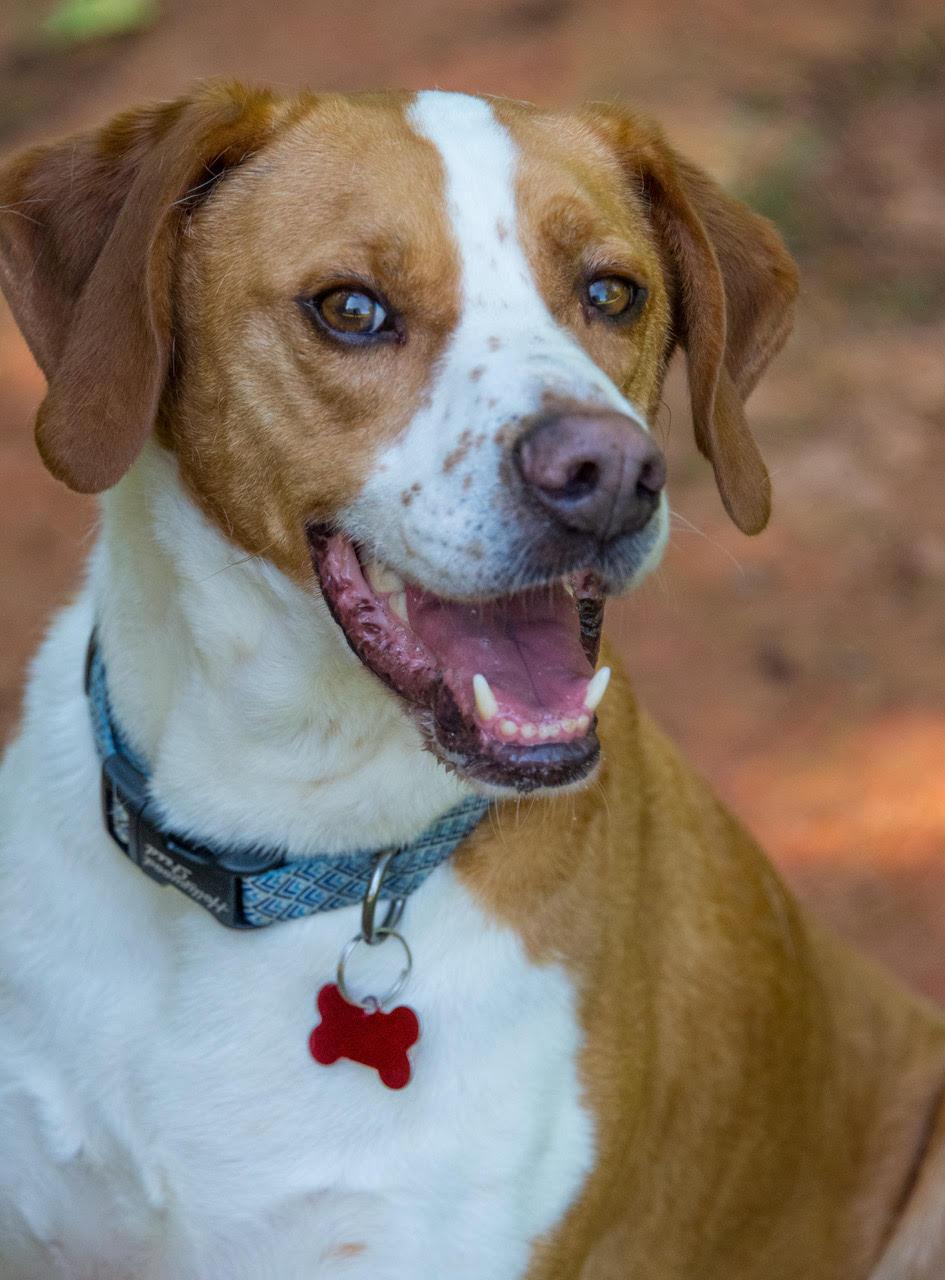 Enlarge Braydan, a Adoptable mixed breed in Alpharetta, GA image 4/6