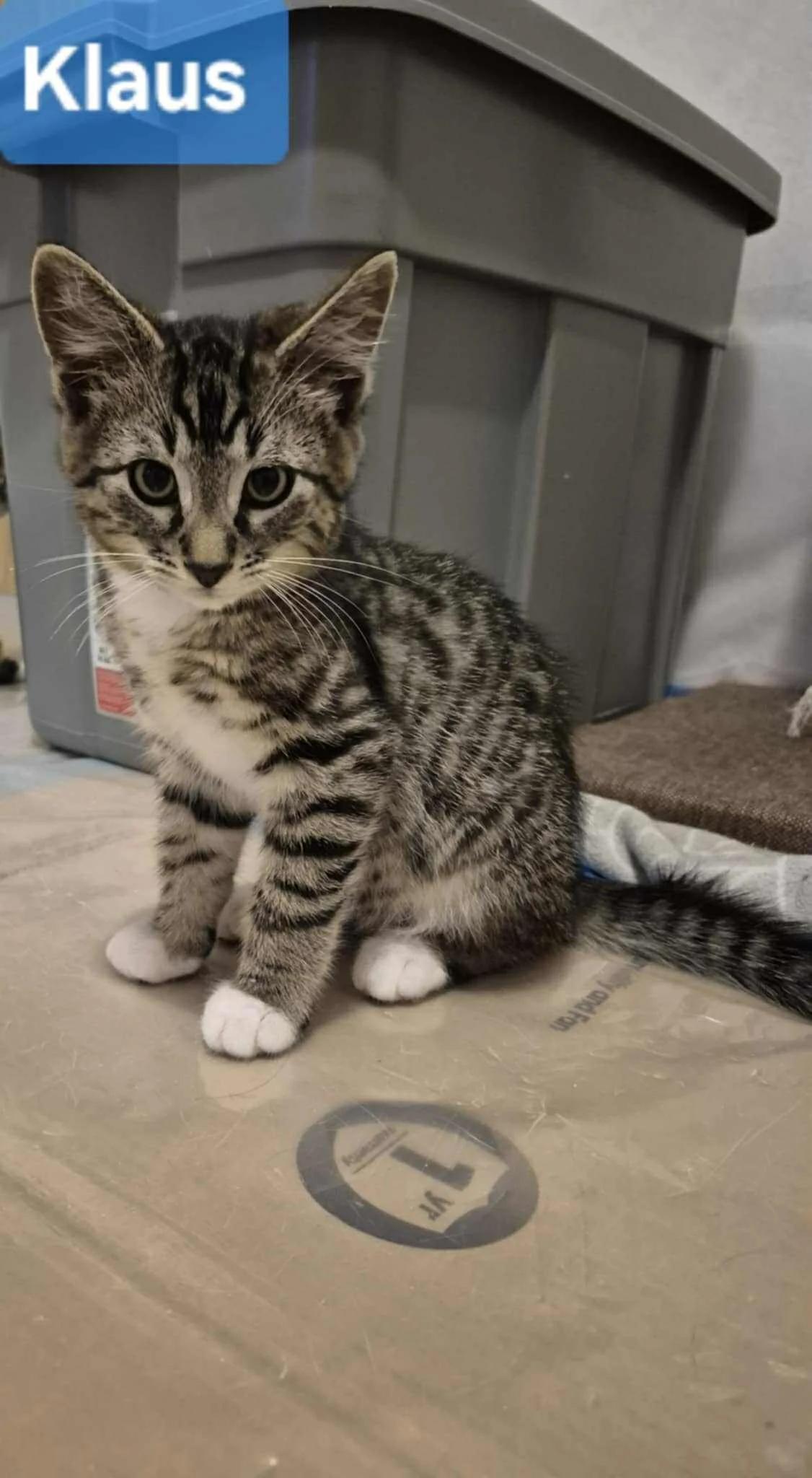 Klaus