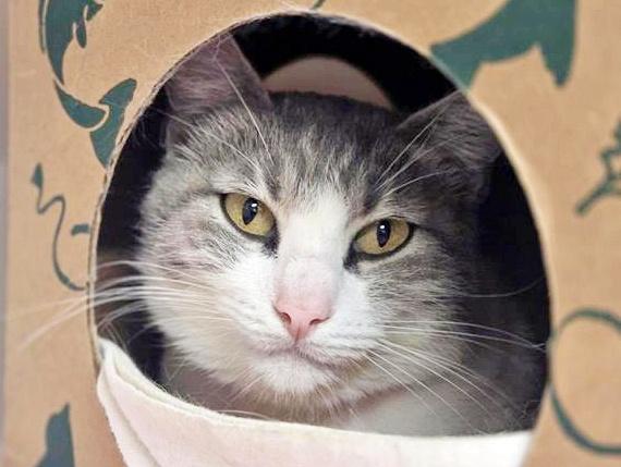 Enlarge JANICE, a Adoptable Domestic Short Hair in Saint Louis, MO image 1/1