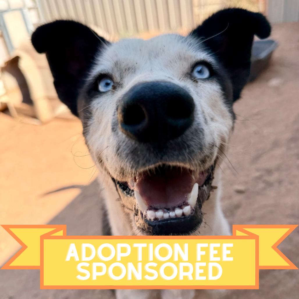 Enlarge Carmalt, a Adoptable Mixed Breed in Moab, UT image 6/6