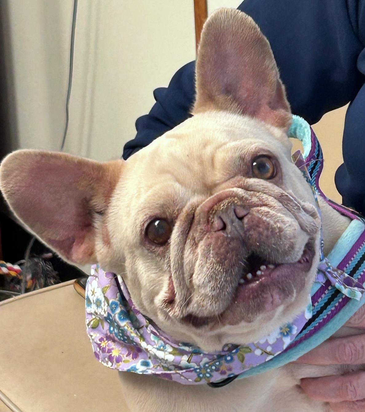 COURTESY POST FOR WASA Marsha, ADOPTABLE, Adult Female French Bulldog.