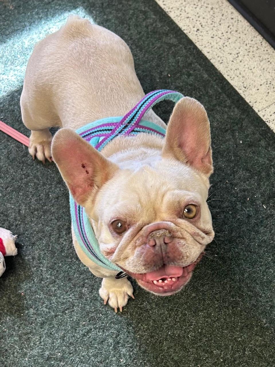 COURTESY POST FOR WASA Marsha, a ADOPTABLE French Bulldog in Westport, CT image 2/2