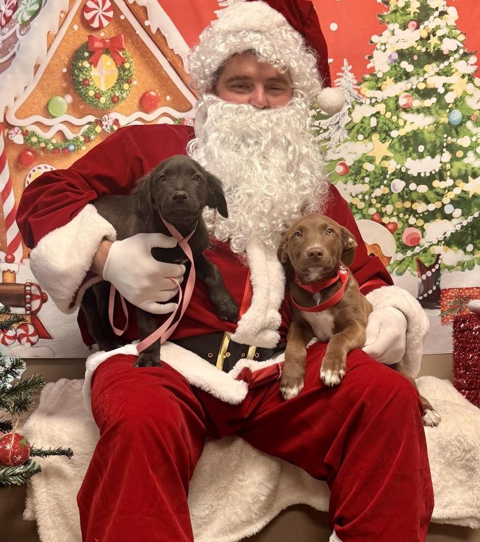 Noelle, Adopted, Puppy Female Labrador Retriever & Terrier.