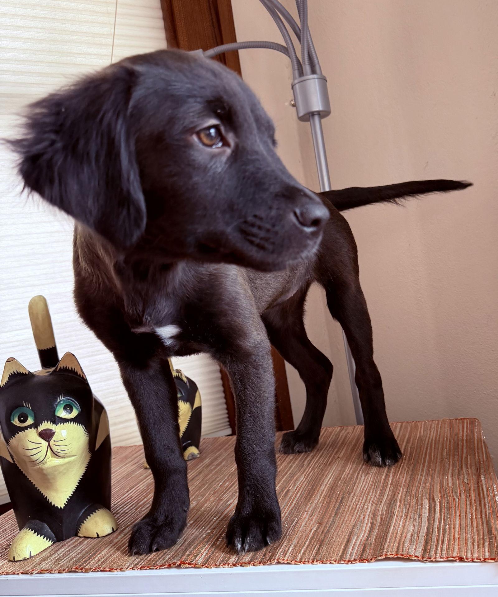 Enlarge Noelle, a Adopted mixed breed in West Des Moines, IA image 5/6