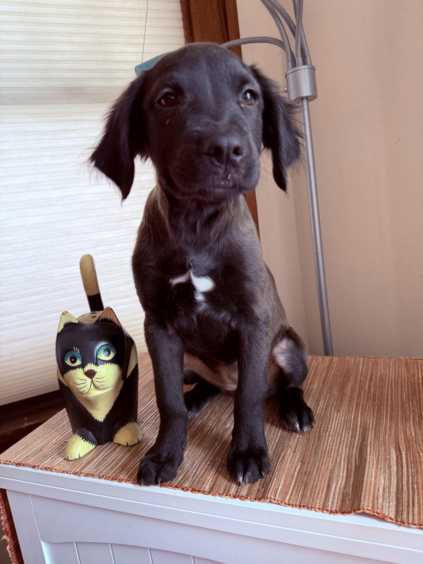 Enlarge Noelle, a Adopted mixed breed in West Des Moines, IA image 6/6