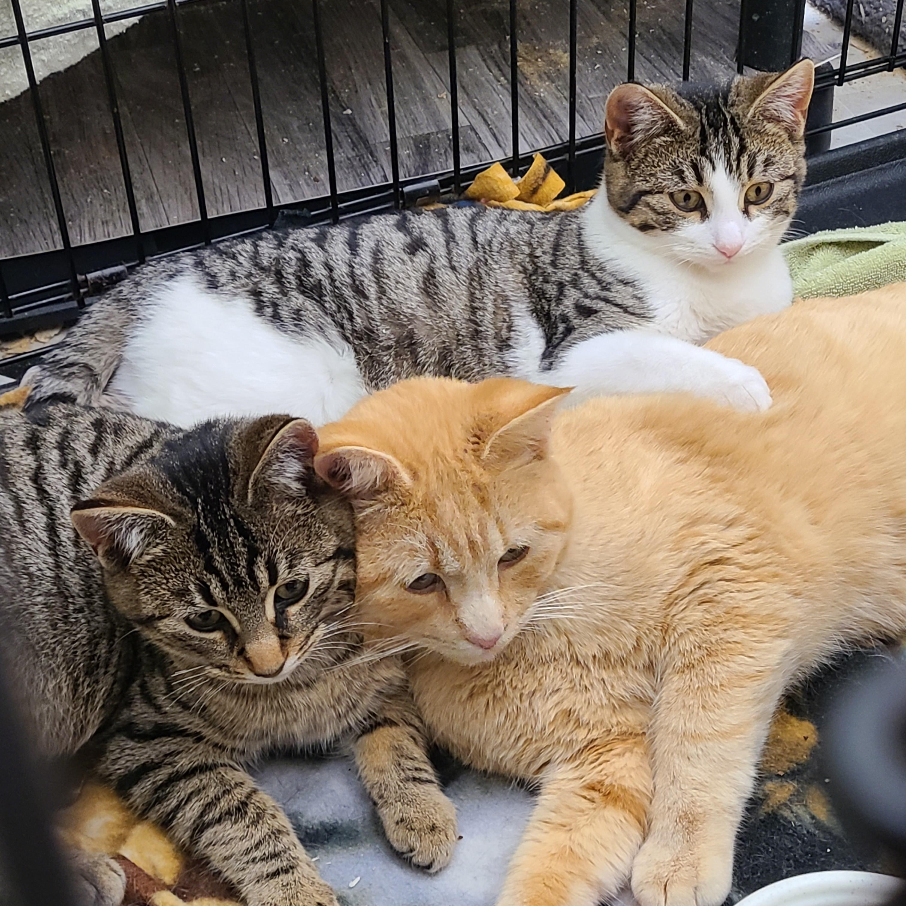 Enlarge LADY EDITH ~SOCIAL BUTTERFLY~, a ADOPTABLE Domestic Short Hair in Barron, WI image 3/4