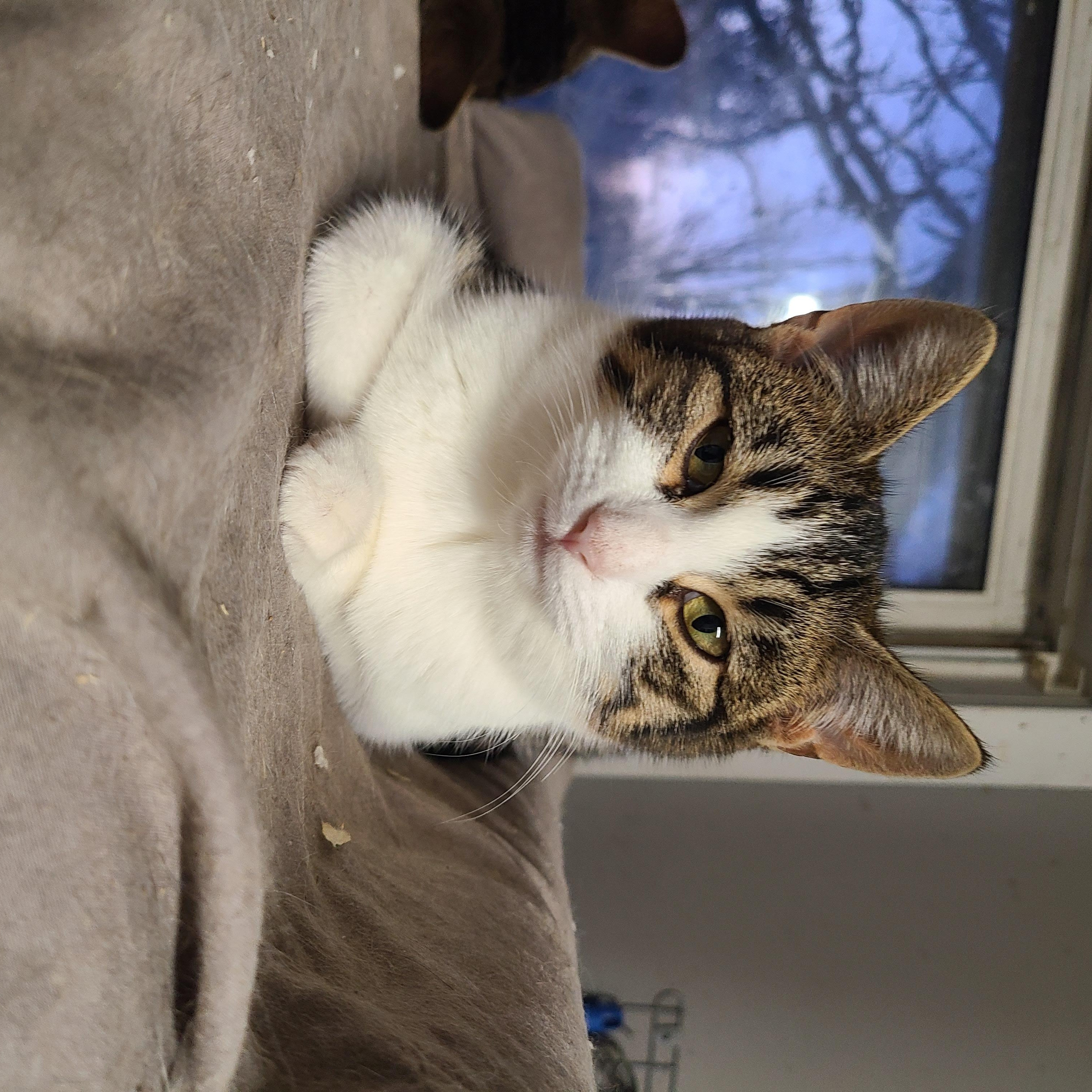 Enlarge LADY EDITH ~SOCIAL BUTTERFLY~, a ADOPTABLE Domestic Short Hair in Barron, WI image 2/4