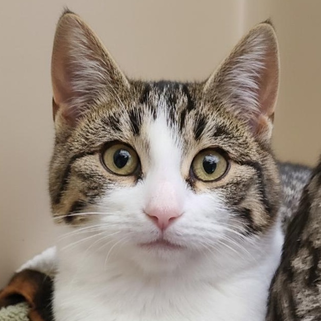 LADY EDITH ~SOCIAL BUTTERFLY~, ADOPTABLE, Kitten Female Domestic Short Hair.