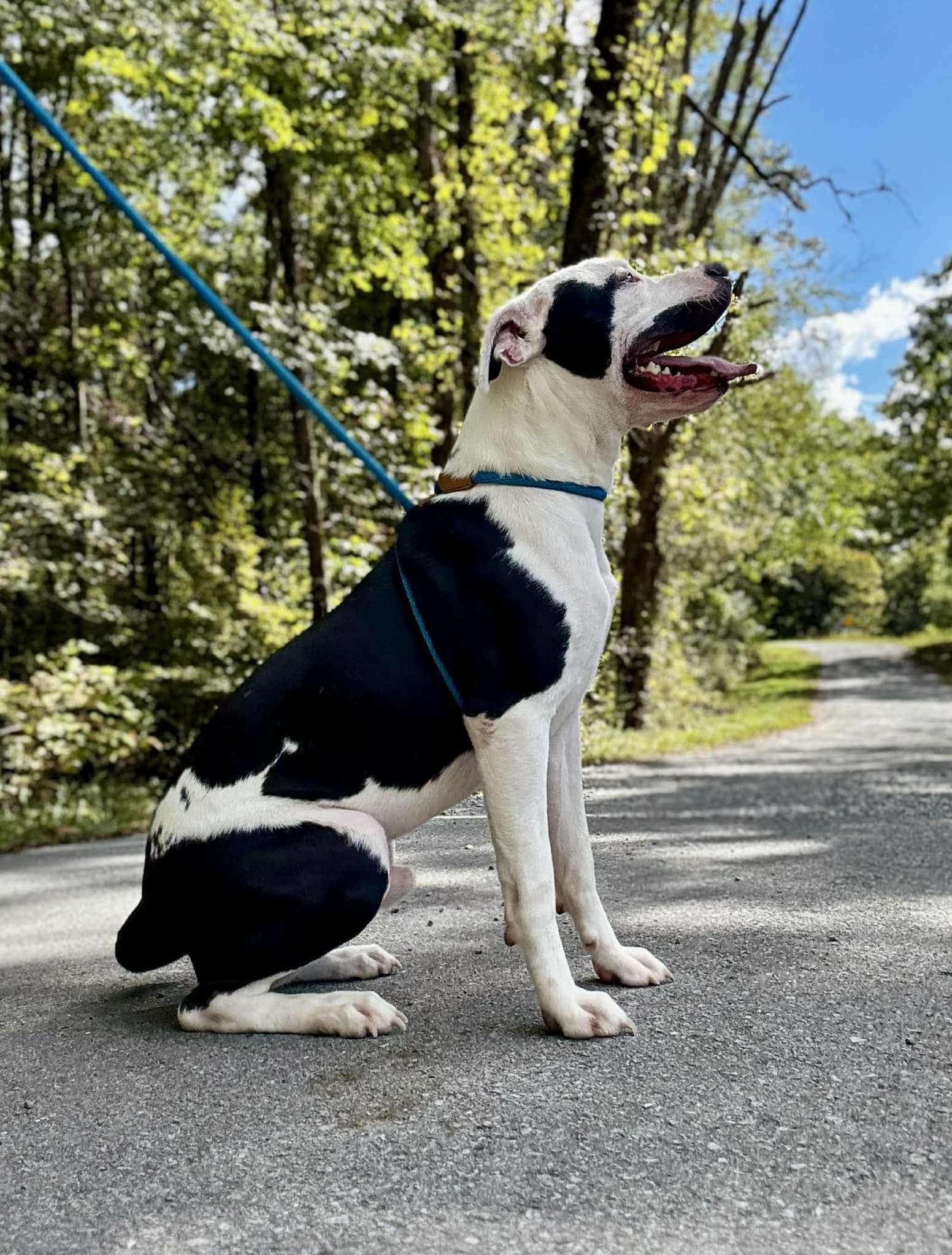 Enlarge BOLT, a Adoptable mixed breed in Waverly, TN image 1/2