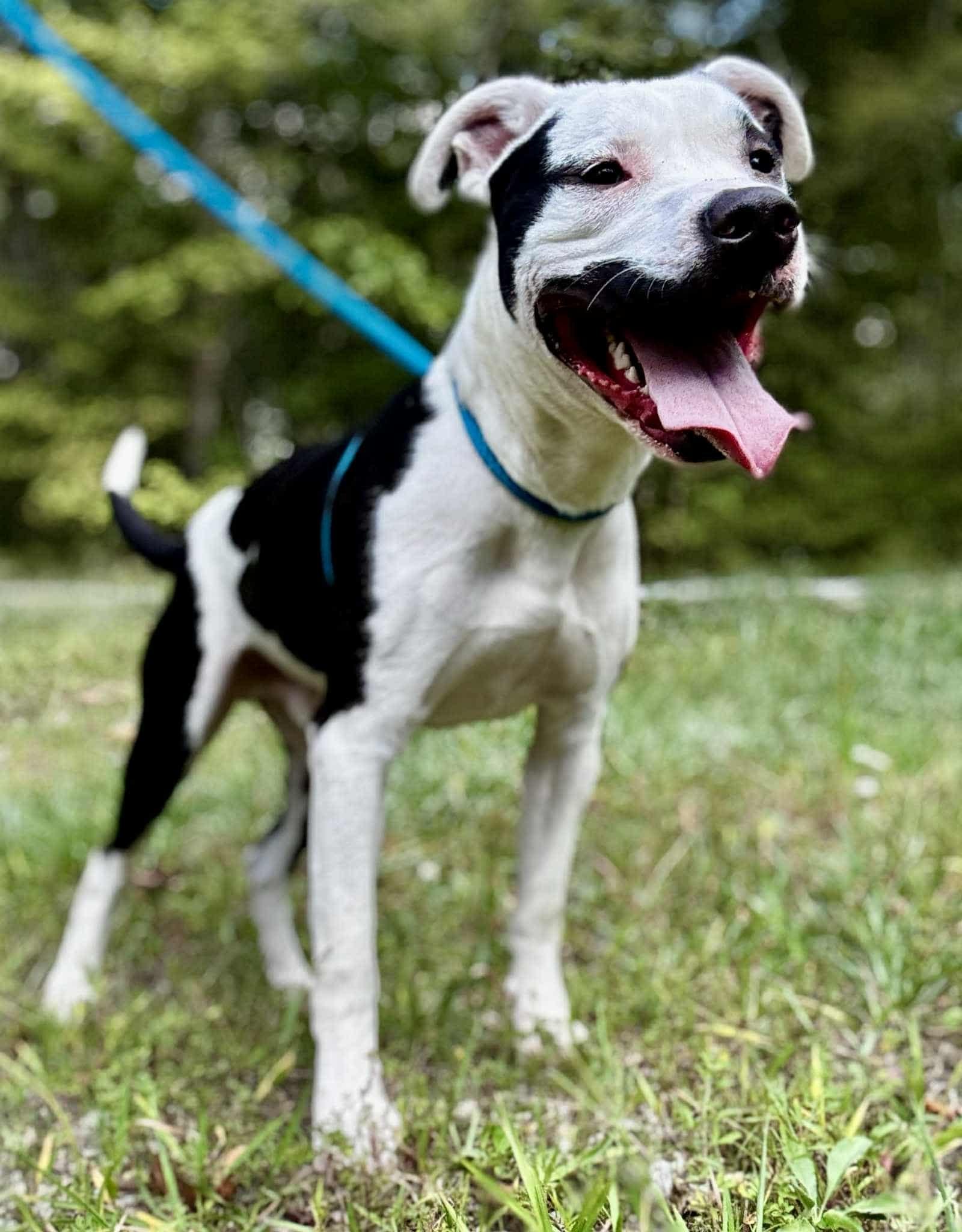 Enlarge BOLT, a Adoptable mixed breed in Waverly, TN image 2/2