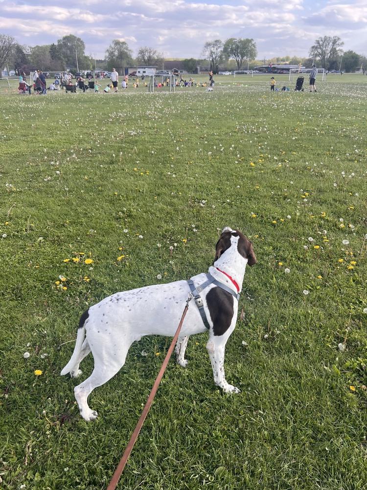 Remington (Remi), Adopted, Adult Male German Shorthaired Pointer.