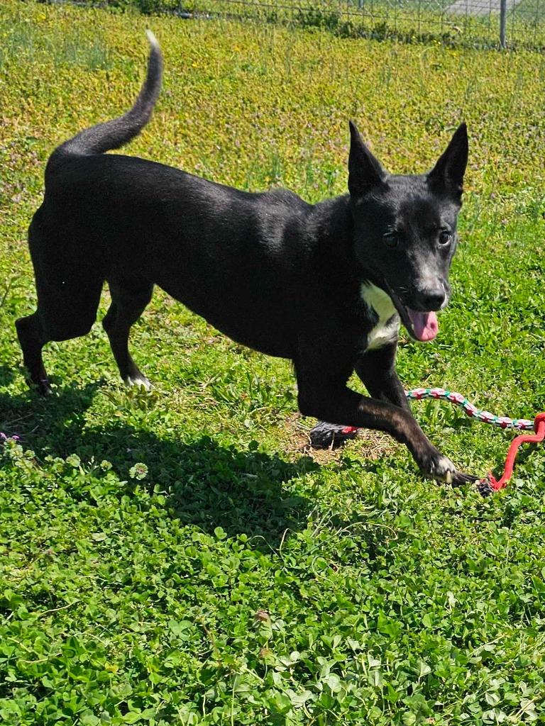 Mags - Adoptable, Adoptable, Young Female Labrador Retriever.