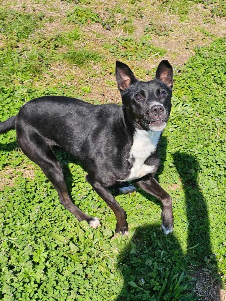 Enlarge Mags - Adoptable, a Adoptable Labrador Retriever in Chickamauga , GA image 2/3