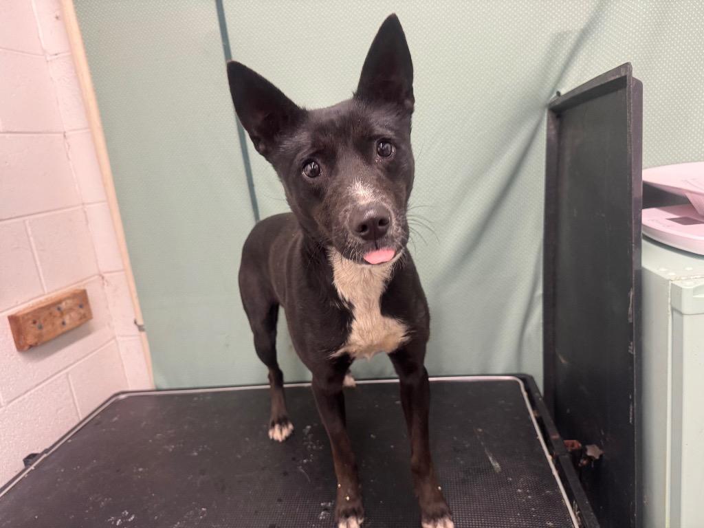 Enlarge Mags - Adoptable, a Adoptable Labrador Retriever in Chickamauga , GA image 3/3