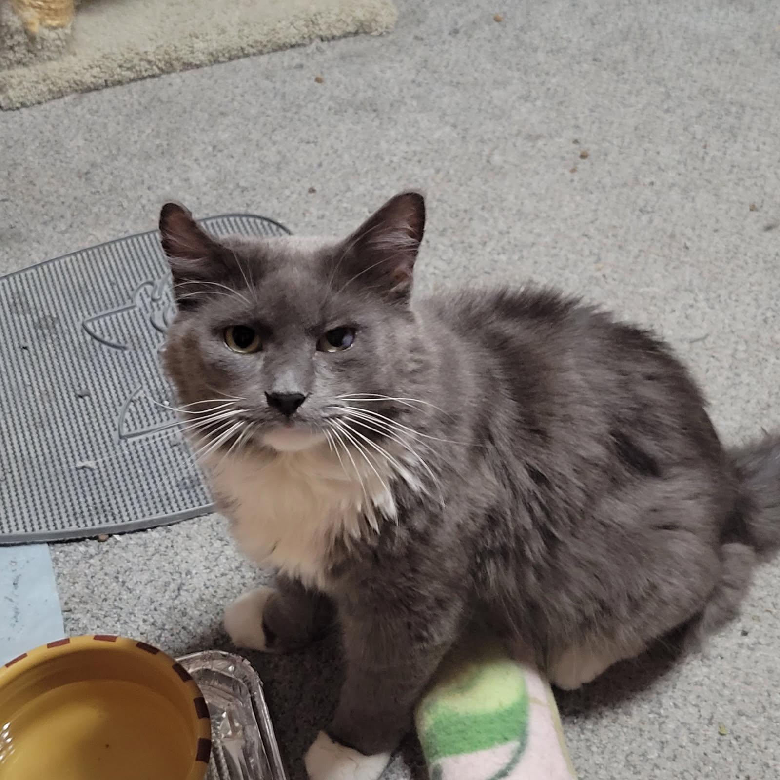 Walter, Adult Male Russian Blue
