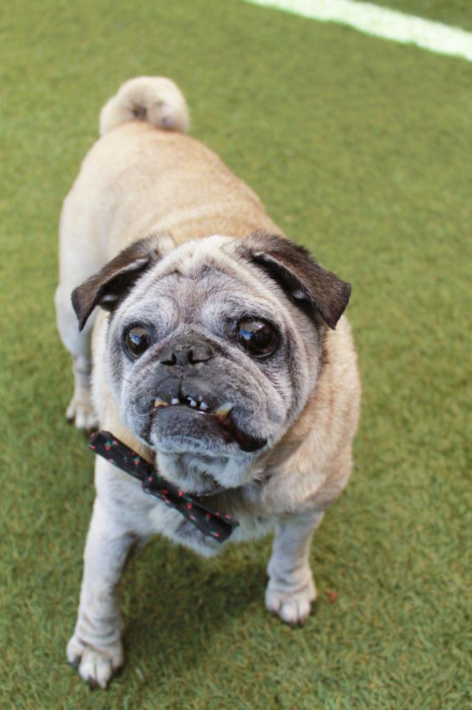 Enlarge Puddle, a Adoptable Pug in Gardena, CA image 1/6