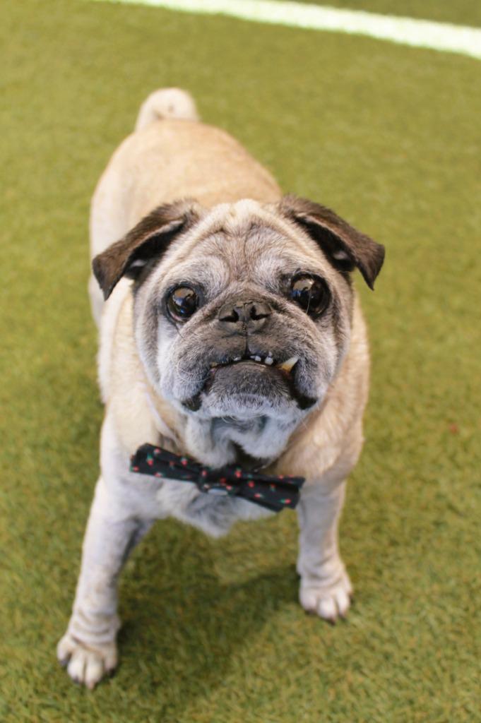 Enlarge Puddle, a Adoptable Pug in Gardena, CA image 2/6