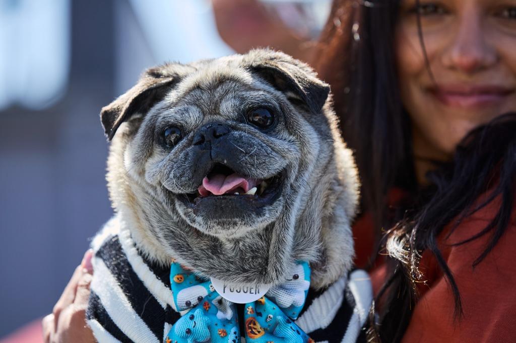 Enlarge Puddle, a Adoptable Pug in Gardena, CA image 3/6