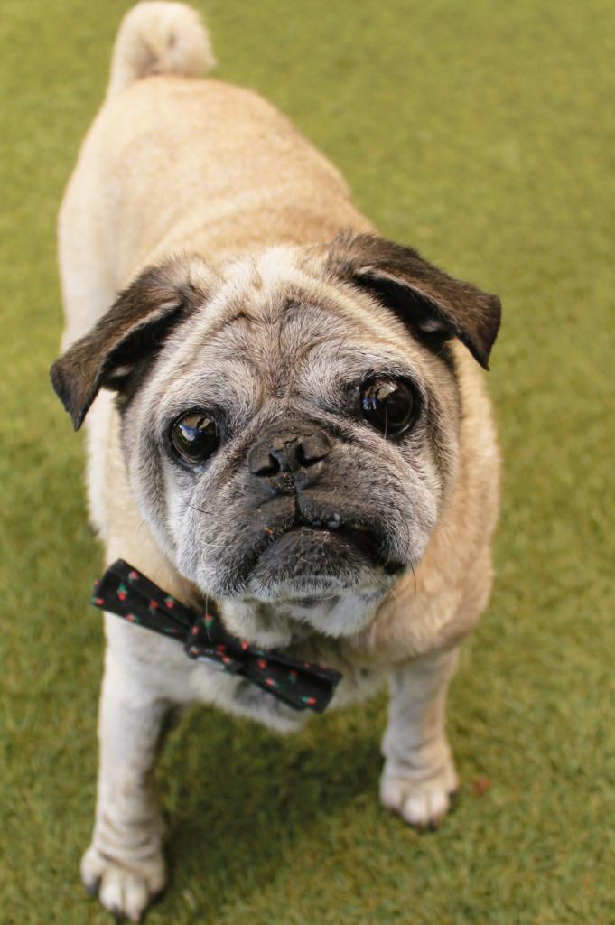 Enlarge Puddle, a Adoptable Pug in Gardena, CA image 4/6