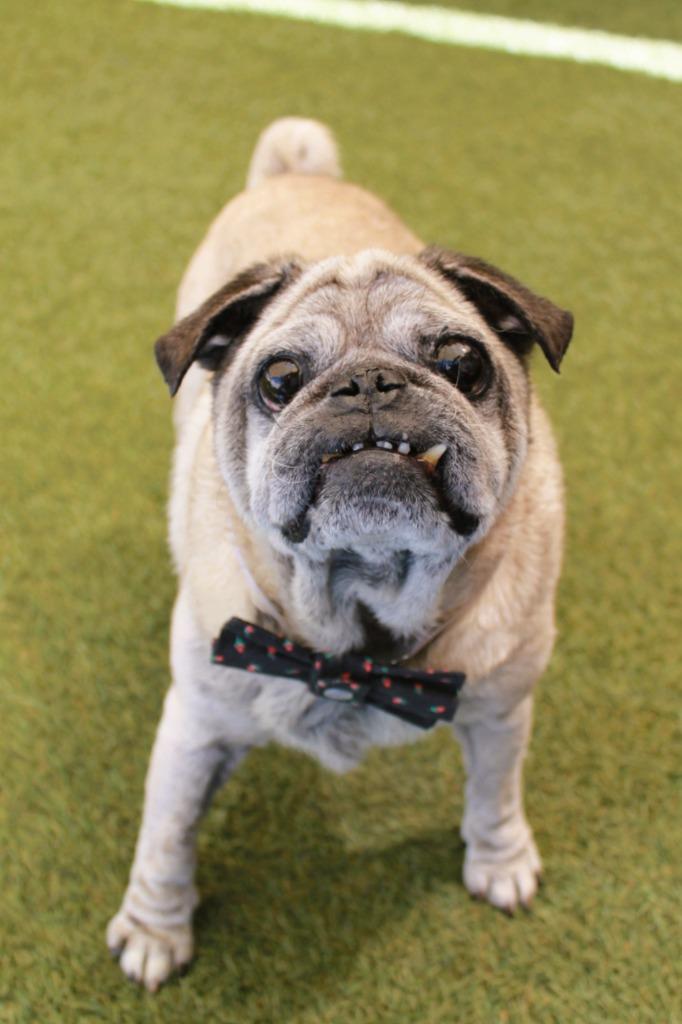 Enlarge Puddle, a Adoptable Pug in Gardena, CA image 5/6