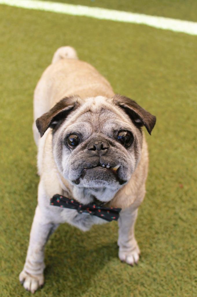 Enlarge Puddle, a Adoptable Pug in Gardena, CA image 6/6